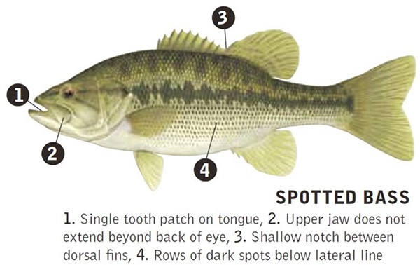 Feb 27 spotted bass identifying marks 3