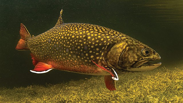 640px Brook trout in water