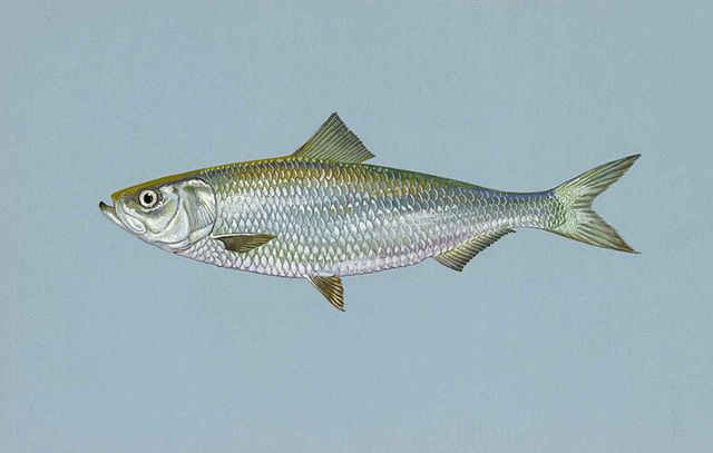 April 21 Skipjack herring fish alosa chrysochloris