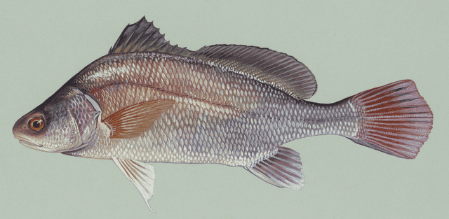April 26 Freshwaterdrum